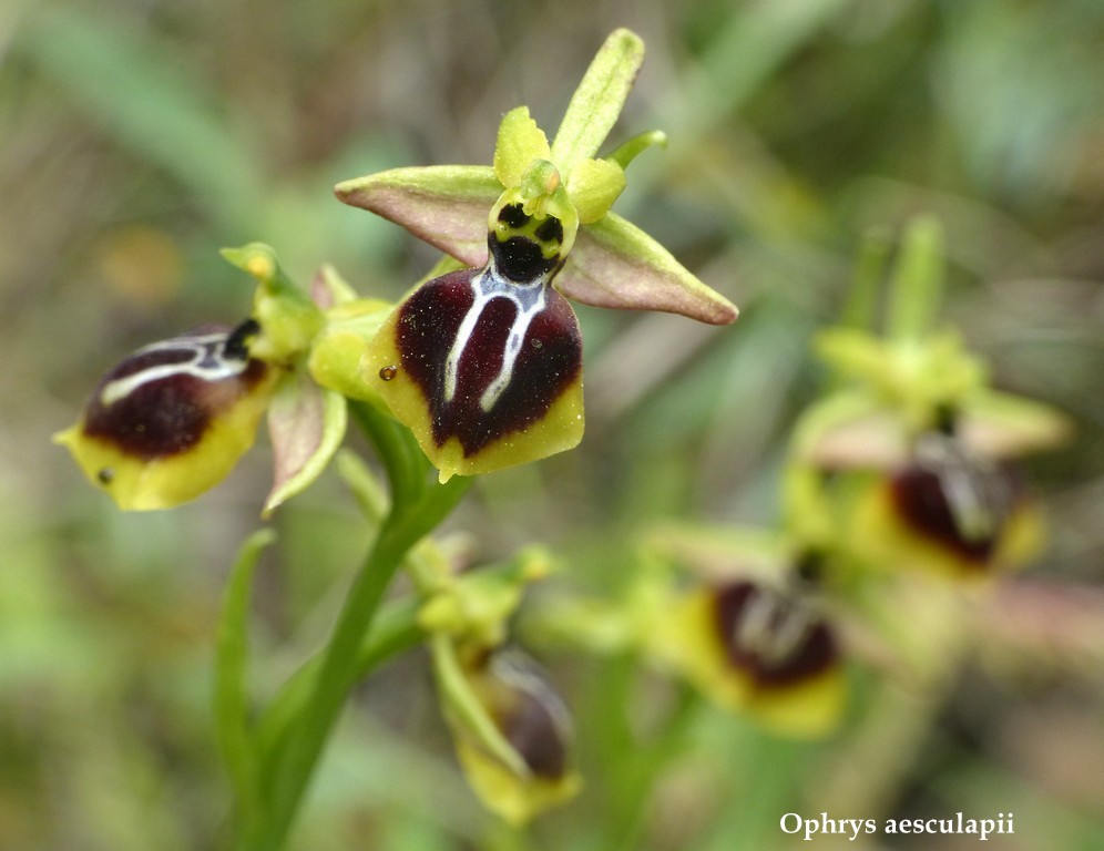 Grecia 23_25 aprile 2016  un fine settimana tra le orchidee.